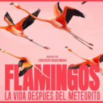 Flamingos
