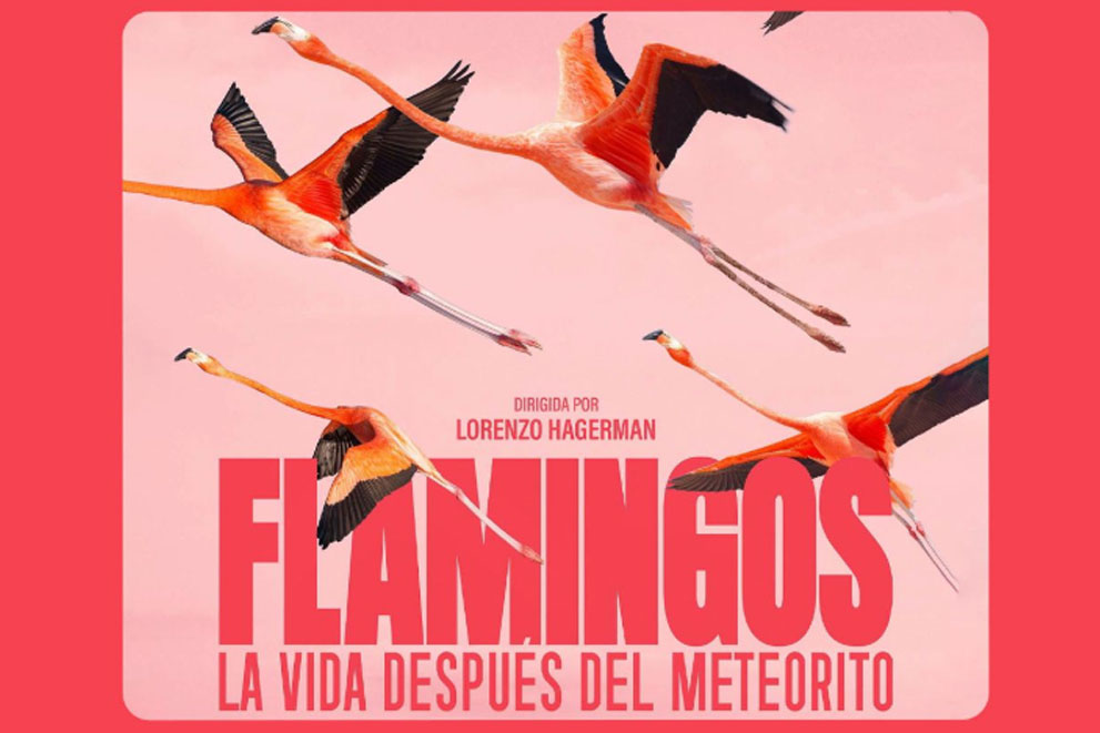 Flamingos