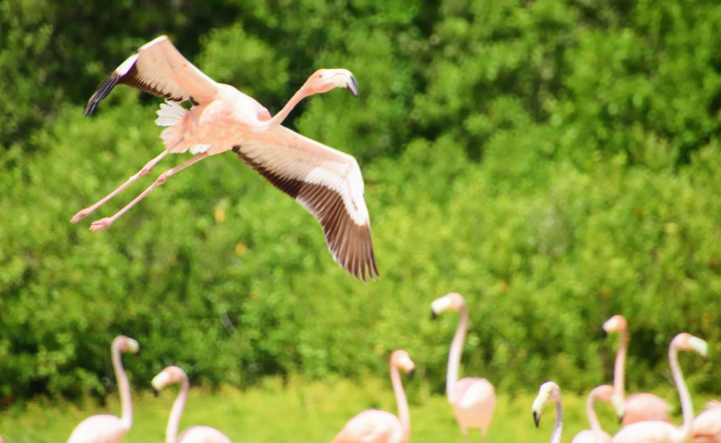 Flamingos