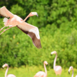 Flamingos