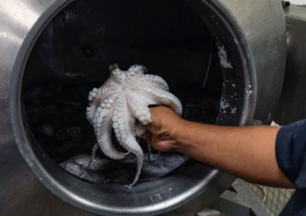 octopus