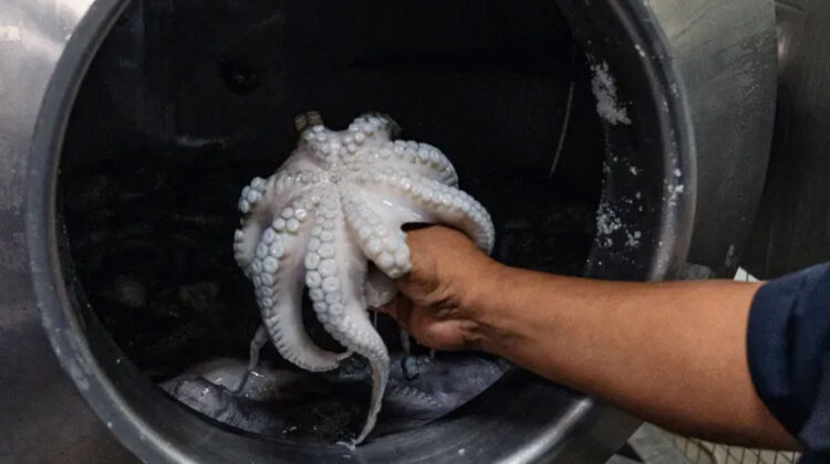 octopus